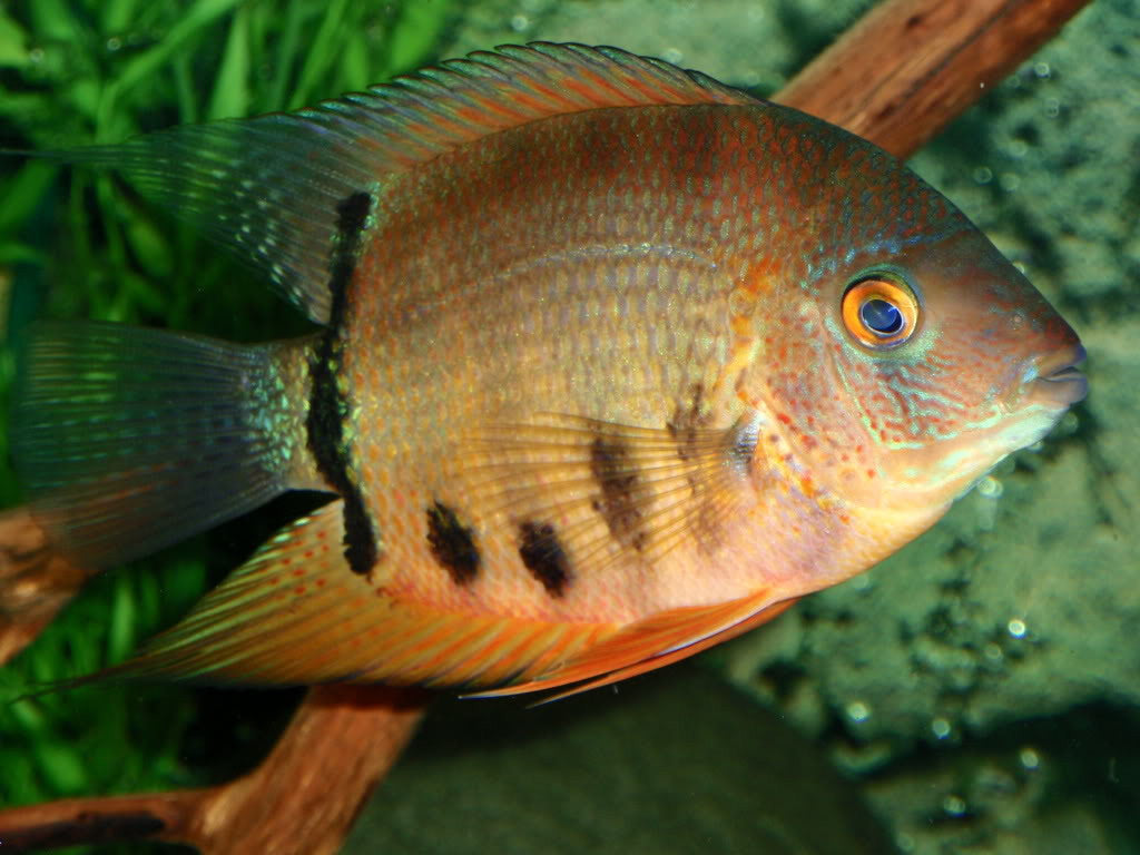 Gold Severum "Heros Efasciatus"