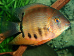 Gold Severum "Heros Efasciatus"