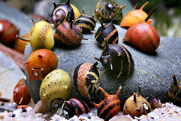 Assorted Nerite Snail "Neritina sp."
