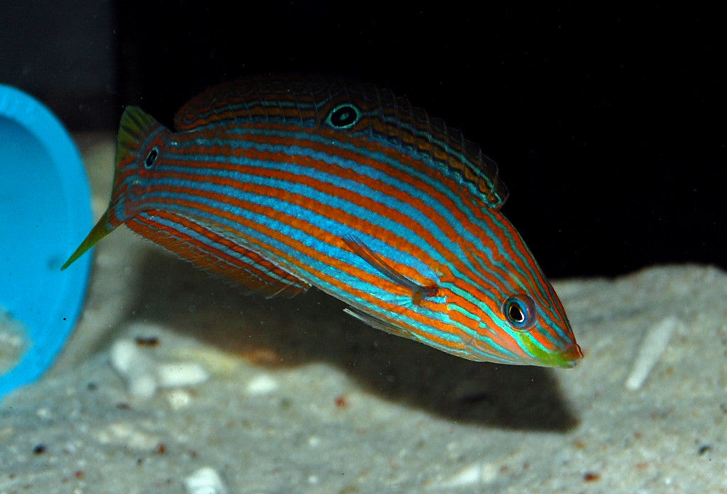 Hoeven's Wrasse "Halichoeres melanurus"
