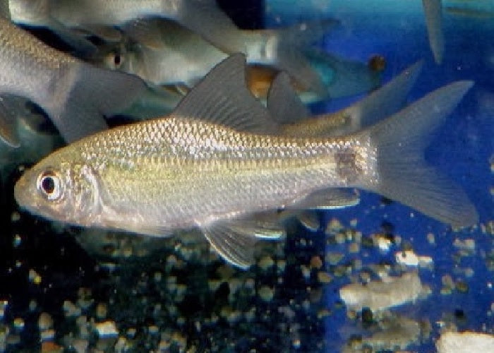 Hump Head Barb "Bangana behri"- 4"