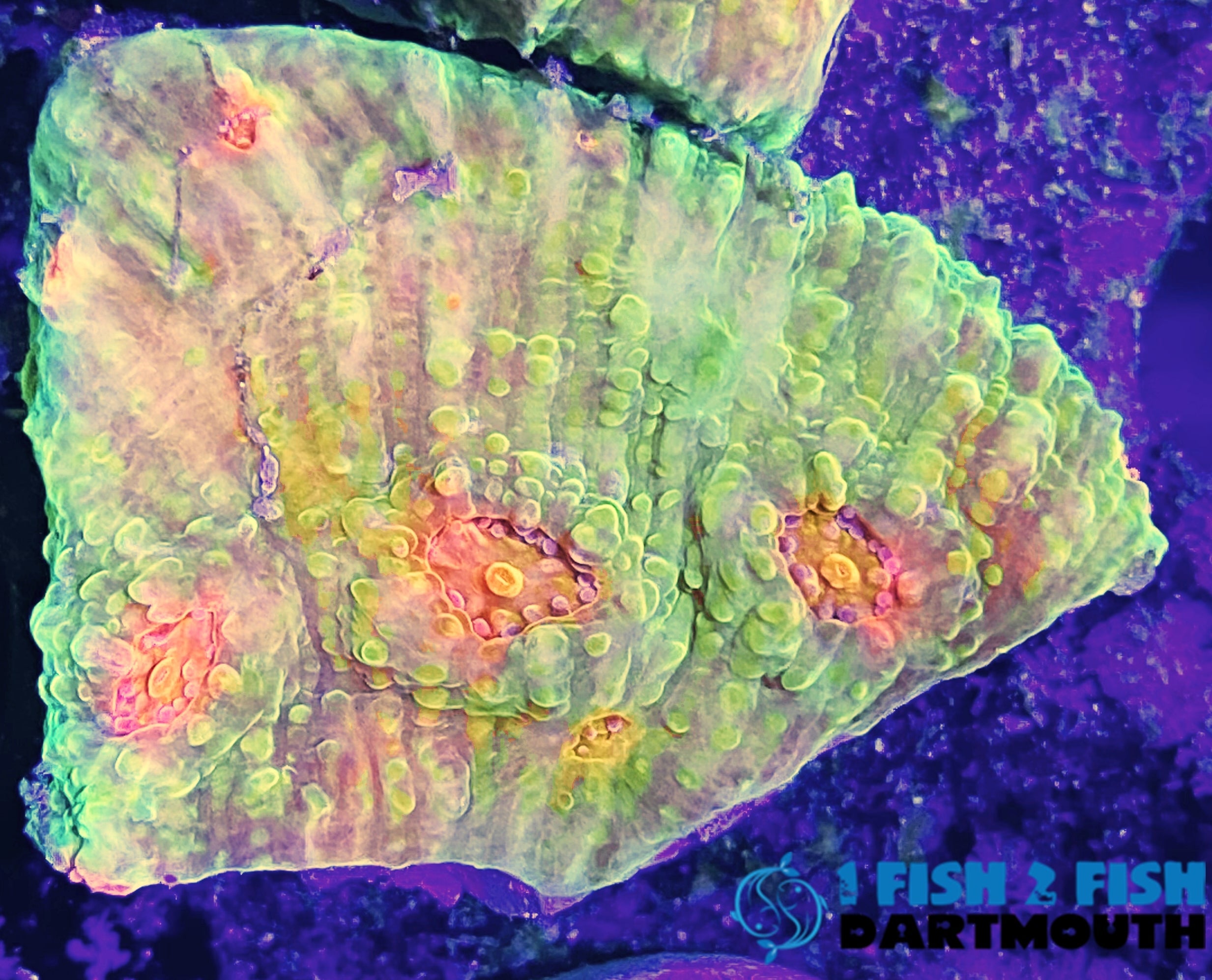 Mummy Eye Chalice Frag