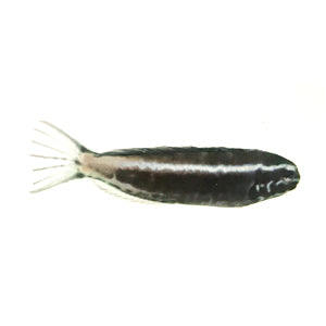 Kamohara Blenny (Captive Raised)