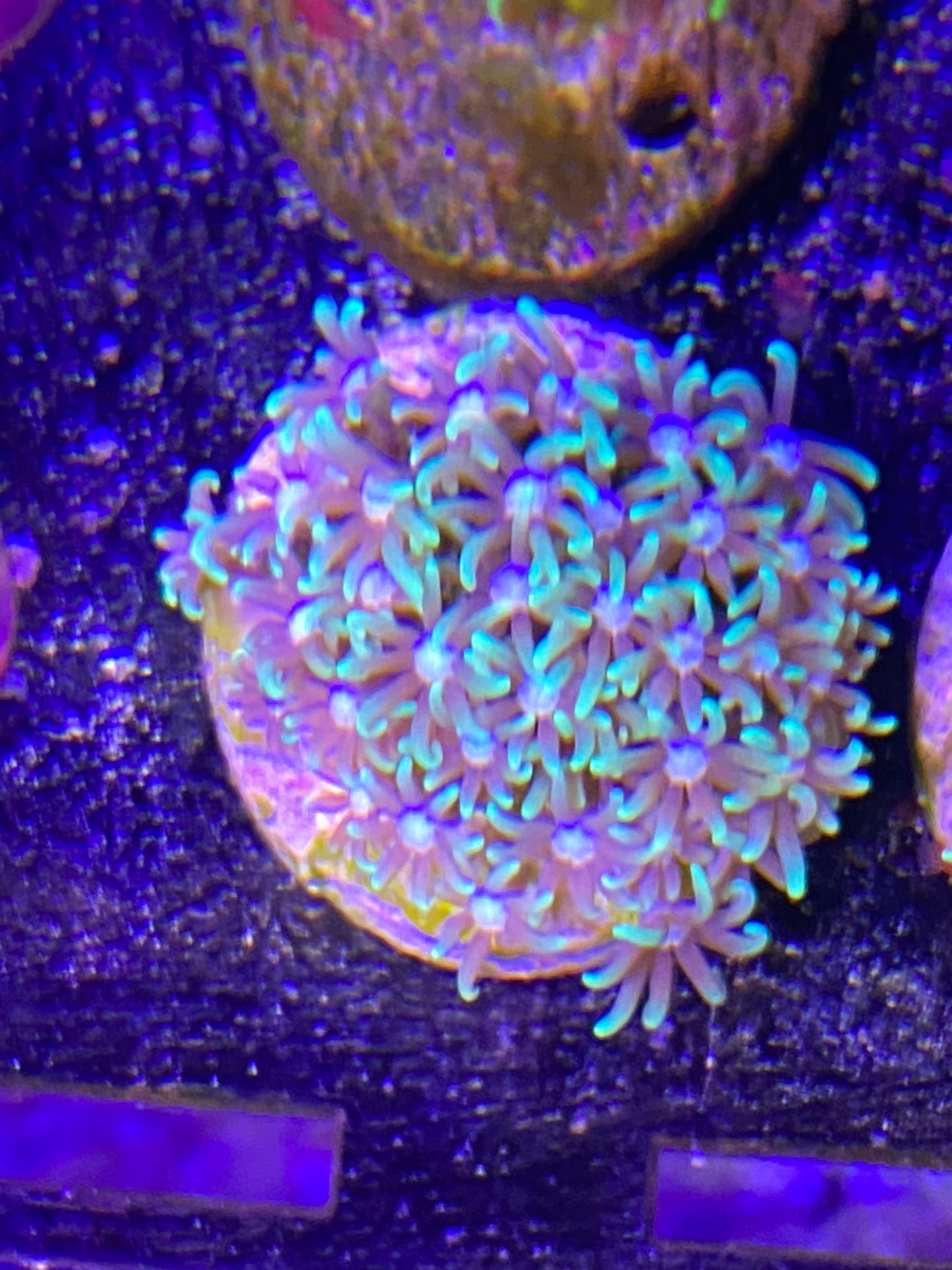 Green Star Polyp