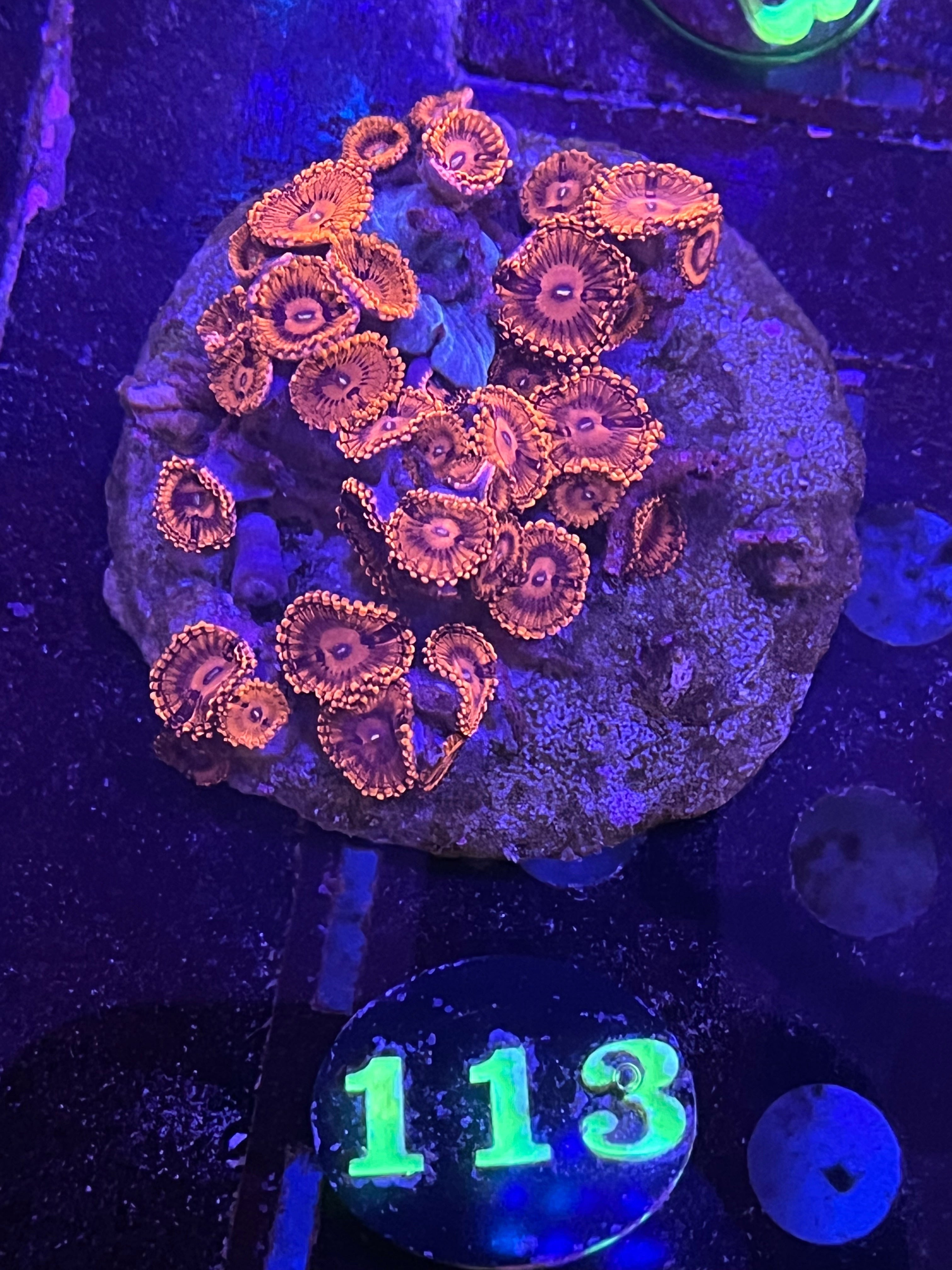 Valentine Day Massacre Zoa