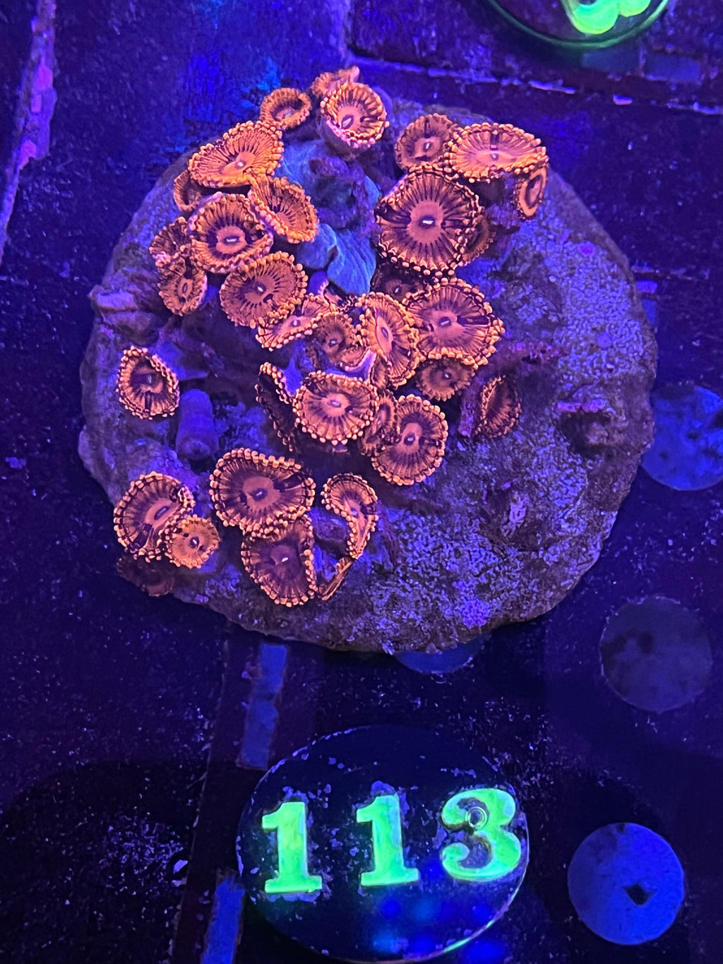 Valentine Day Massacre Zoa