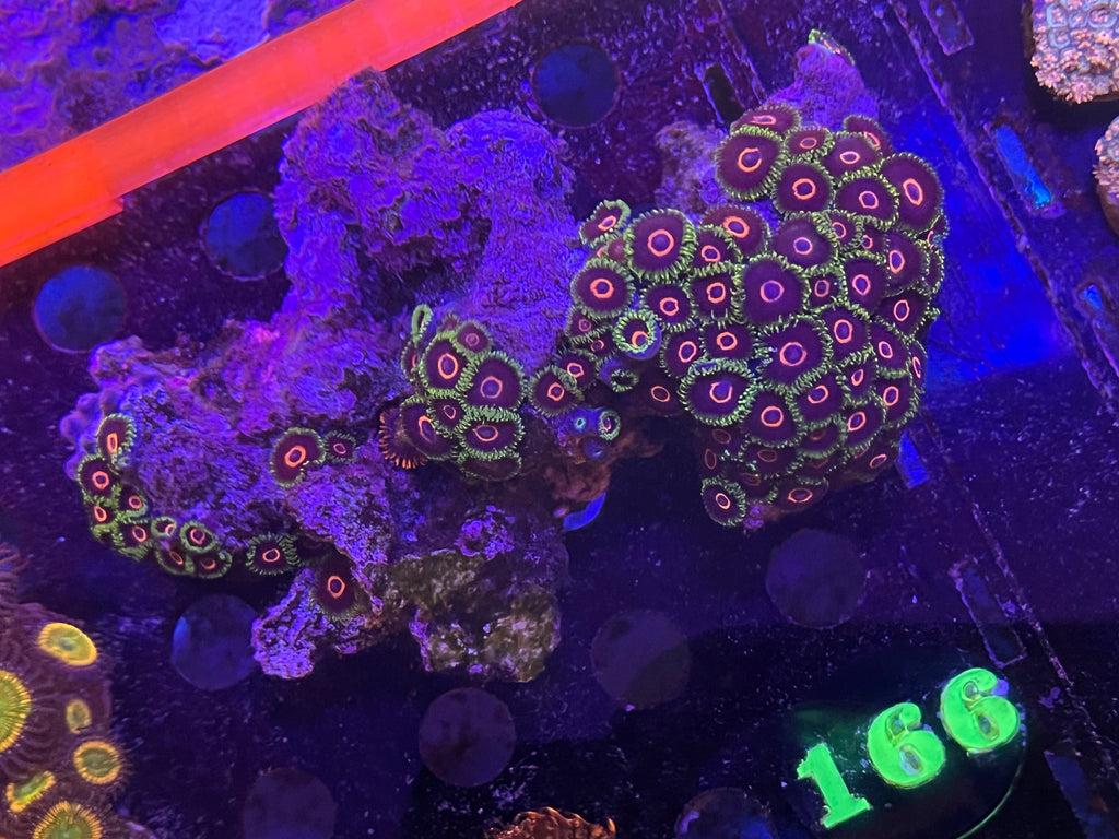 WWC Purple Hearts zoas  #166