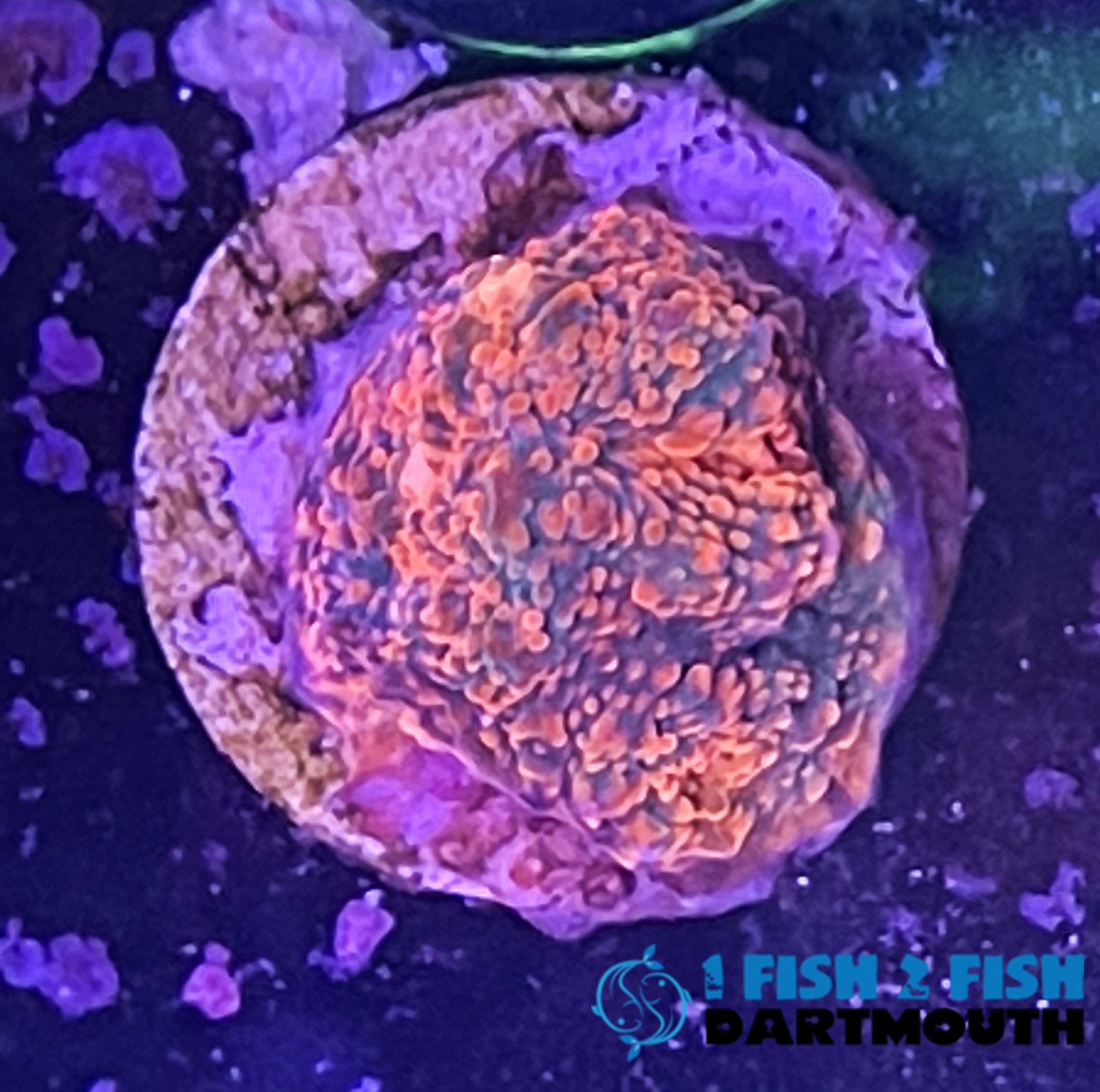 Inferno Chalice (115)