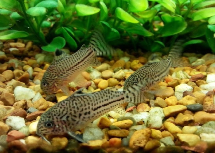 Julii Cory Catfish "Corydoras julii"