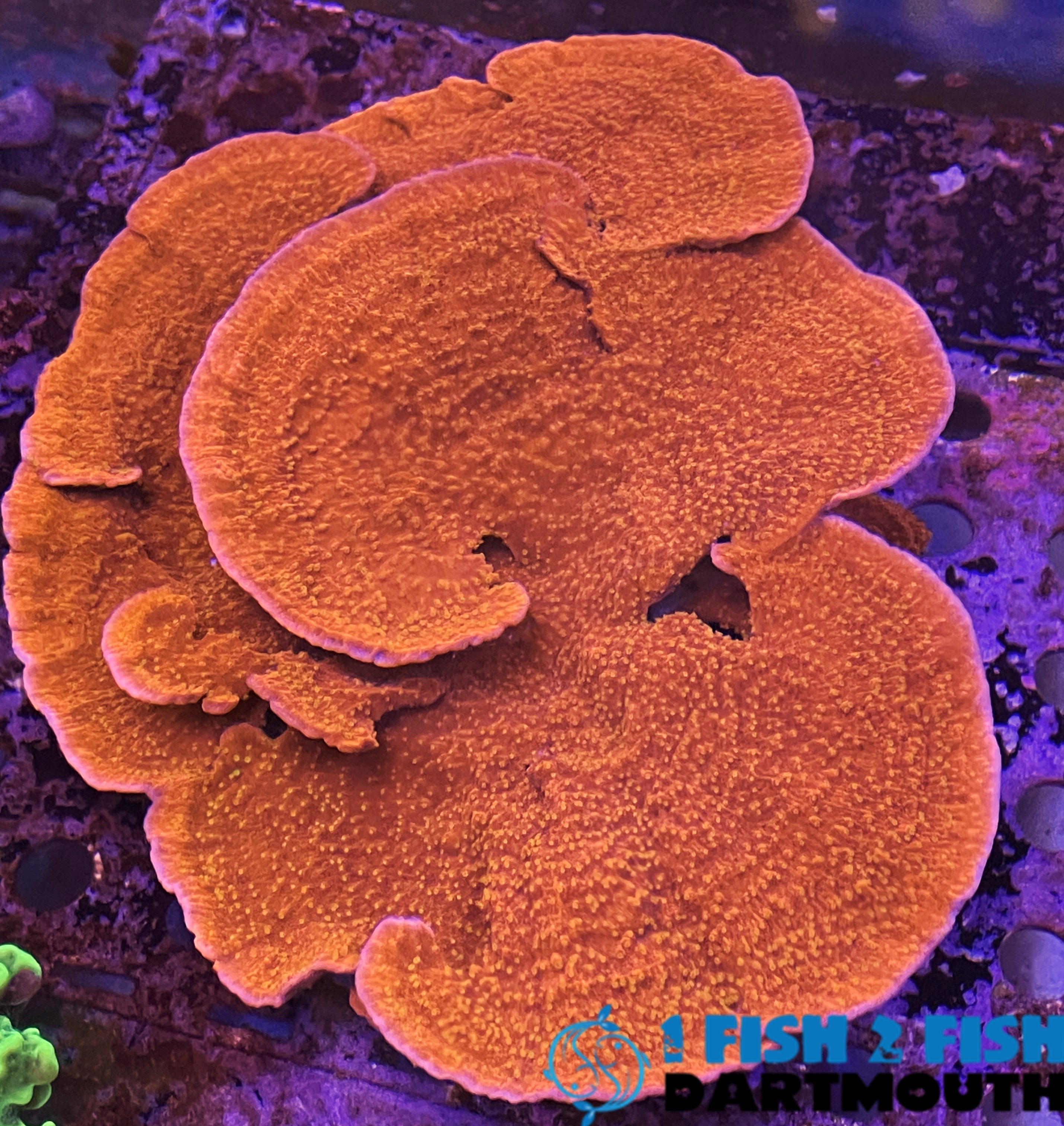 Jason Fox Grafted Monti Sun Cap (146)