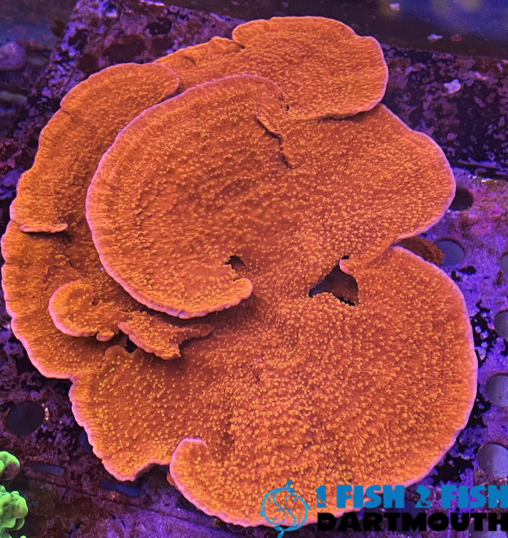 Jason Fox Grafted Monti Sun Cap (146)