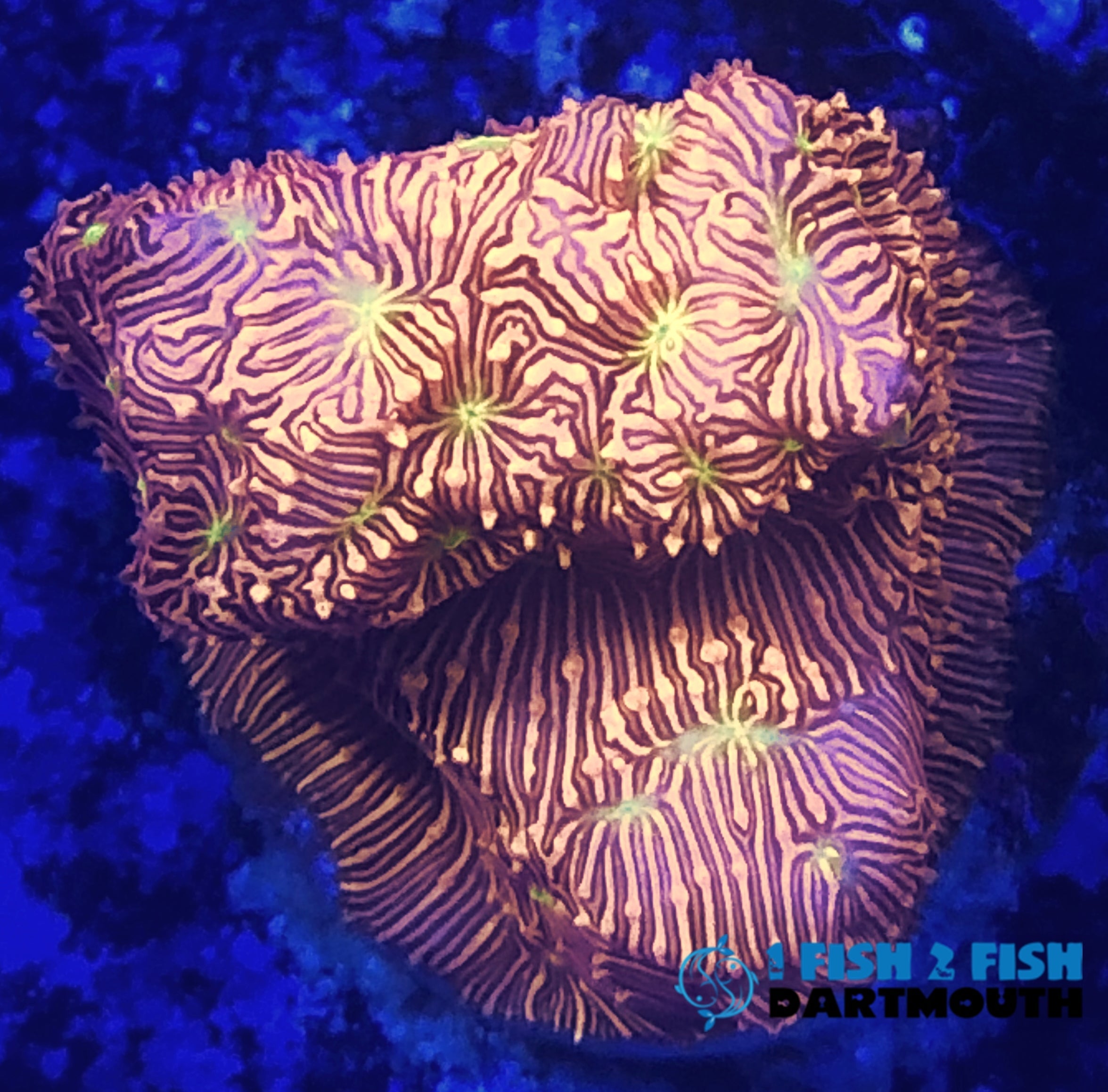 Jason Fox Jack o Latern Leptastrea (142)