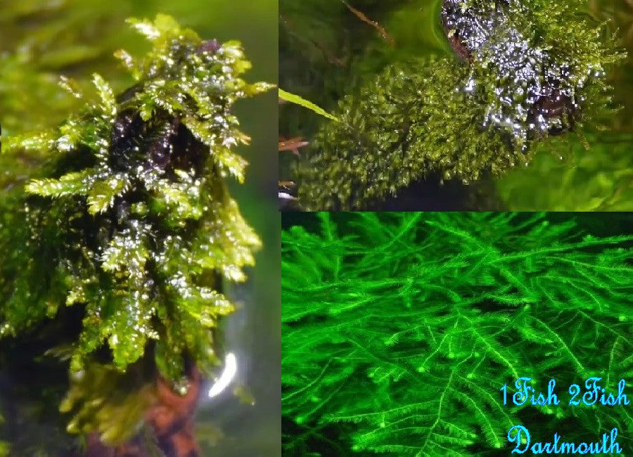 Java Moss "Taxiphyllum barbieri"