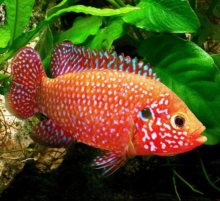 Jewel Cichlid - "Hemichromis bimaculatus"
