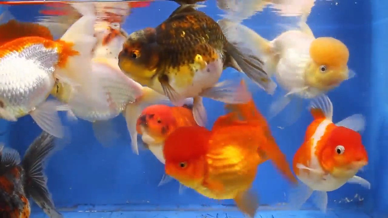 Oranda Goldfish "Carassius auratus"