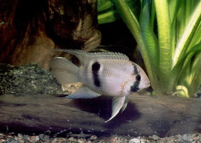 Keyhole Cichlid "Cleithracara maronii"