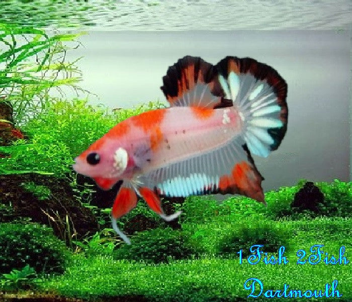 Bettas "Betta splendens"