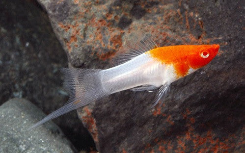 Swordtails "Xiphophorus helleri"