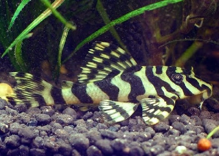 L134 - Leopard Frog Pleco "Peckoltia compta"