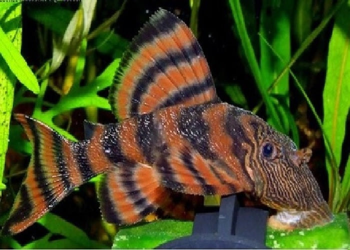 L397 - Alenquer Pleco "Panaqolus sp. "Alenquer"