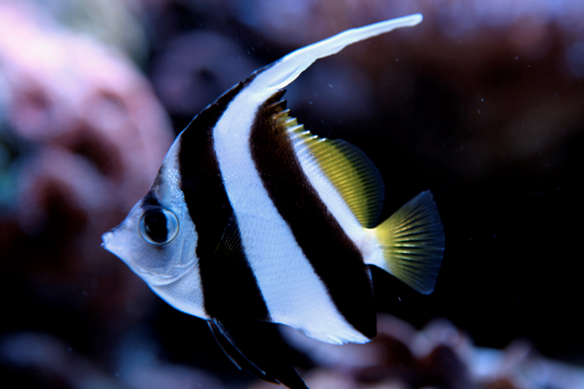 Schooling Bannerfish