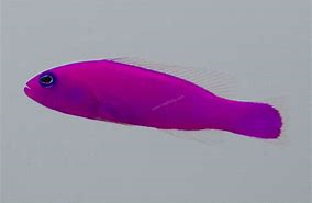 Strawberry Dottyback