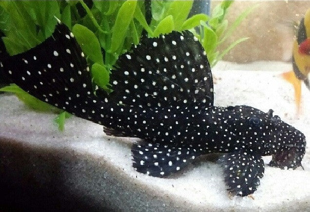 L029 - Galaxy Pleco - "Leporacanthicus galaxias"