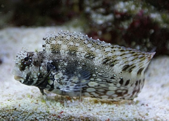 Lawnmower Blenny "Salarias fasciatus"