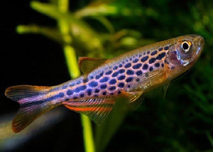 Leopard Danio "Danio frankei"