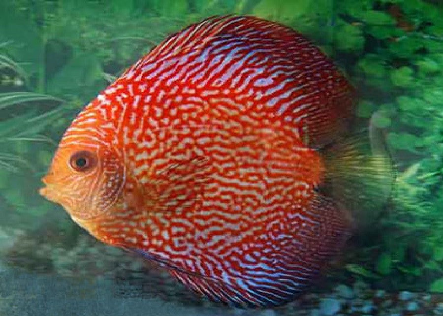 Discus "Symphysodon discus"