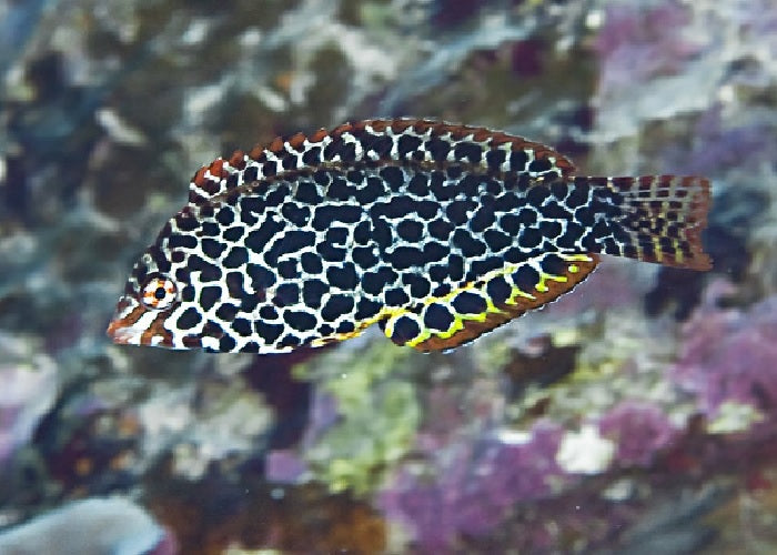 Leopard Wrasse "Macropharyngodon meleagris"