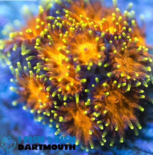 Lightning Tip Leptastrea (318)