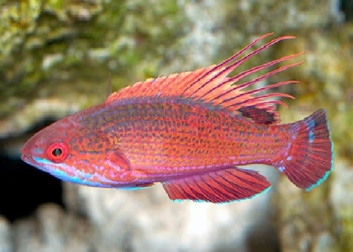 Linespot Flasher Wrasse "Paracheilinus lineopunctatus"