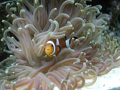 Long Tentacle Anemone "Heteractis malu" "Macrodactyla doreensis"