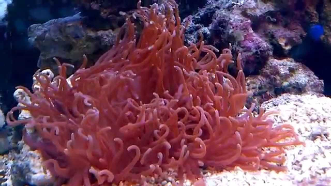 Long Tentacle Anemone "Heteractis malu" "Macrodactyla doreensis"
