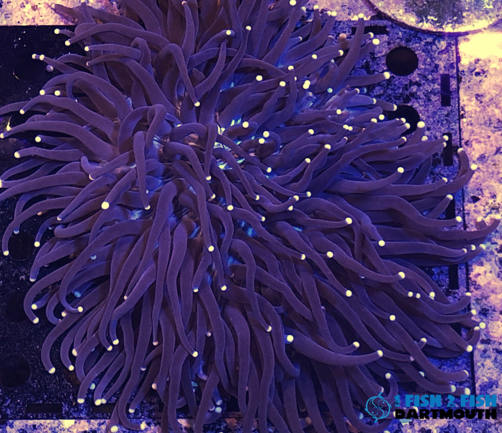 Long Tentacle Plate Coral