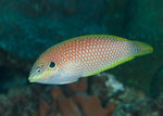 Leopard Wrasse "Macropharyngodon meleagris"