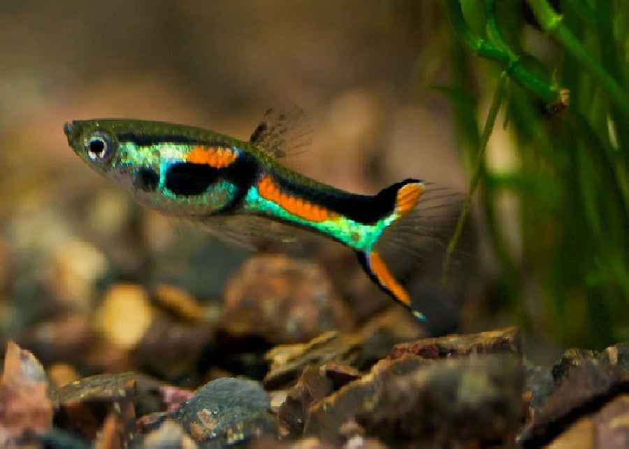 Guppy Fish "Poecilia reticulata"
