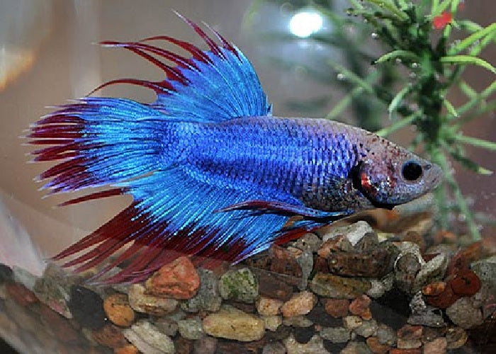 Bettas "Betta splendens"