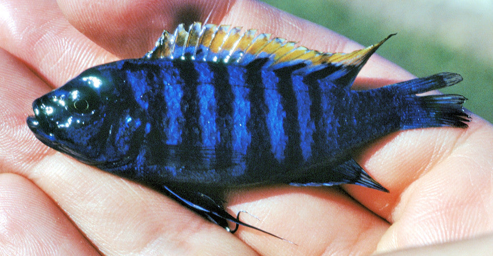 White Top Afra Cichlid "Cynotilapia afra"