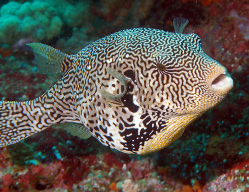 Map Pufferfish "Arothron mappa"