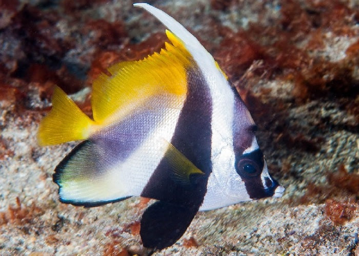 Masked Bannerfish "Heniochus monoceros"