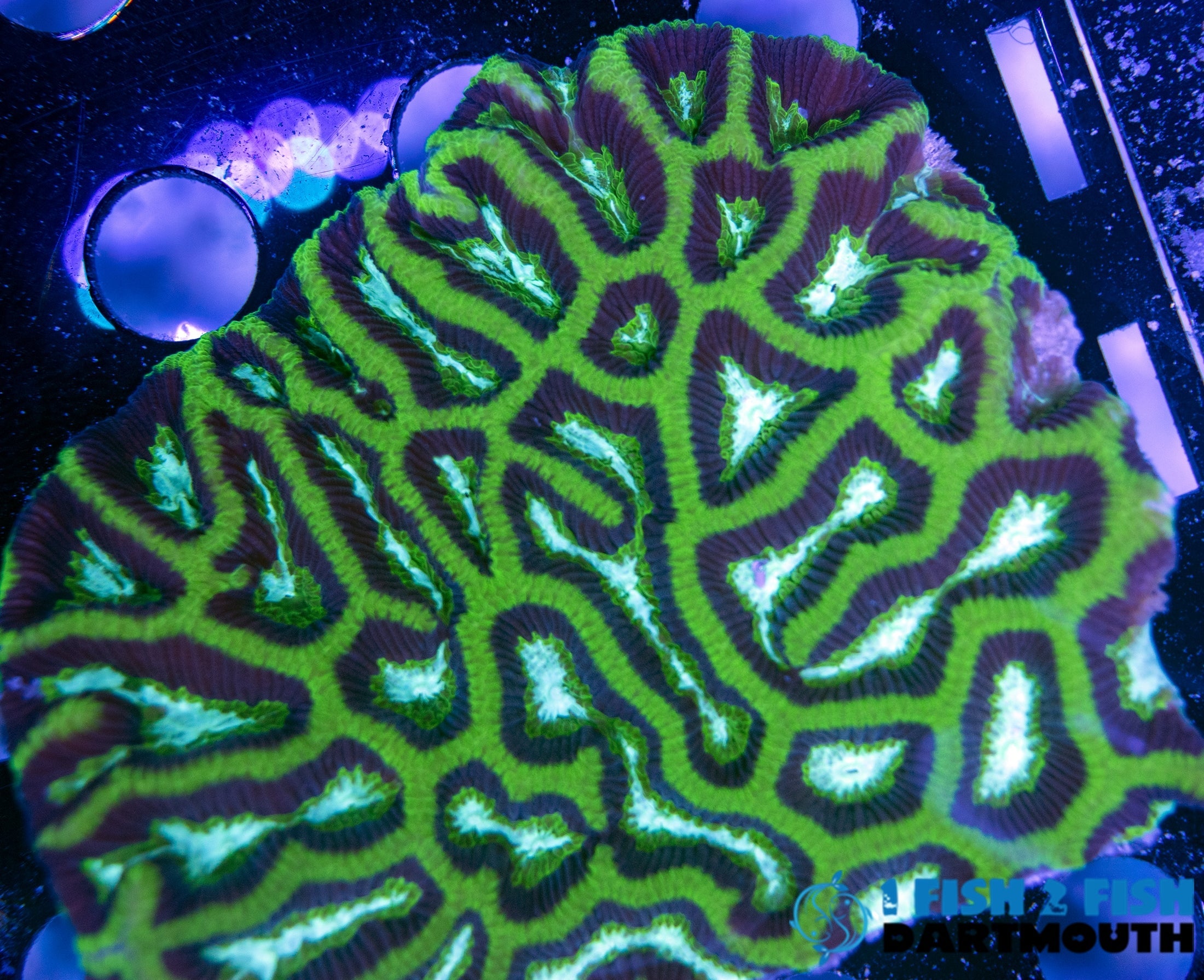 Frank Zapa Maze Frag