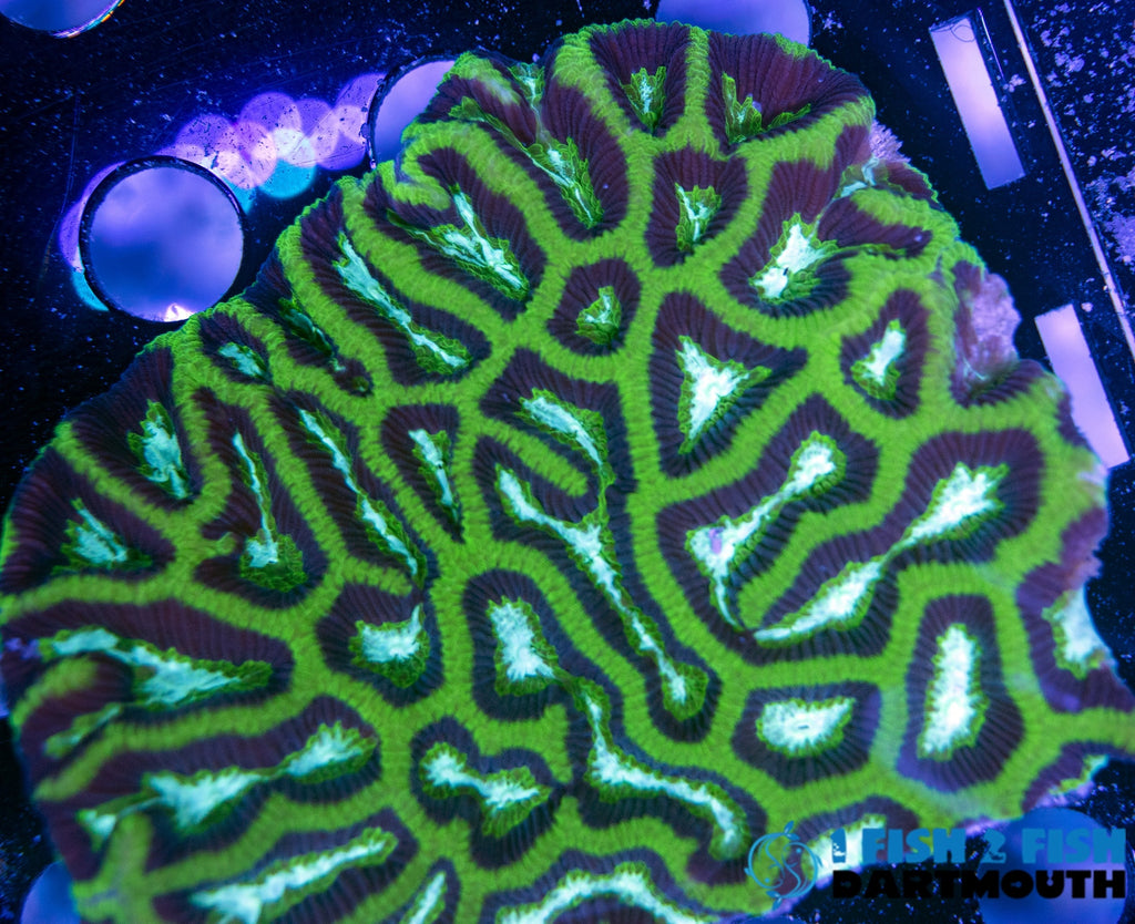 Frank Zapa Maze Frag