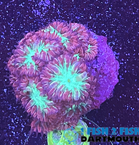 Purple and green blasts