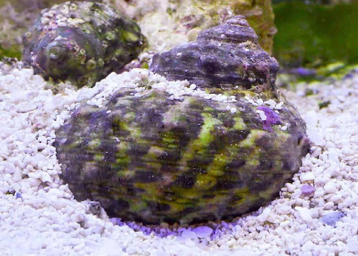 Mexican Turbo Snail "Turbo fluctuosa"