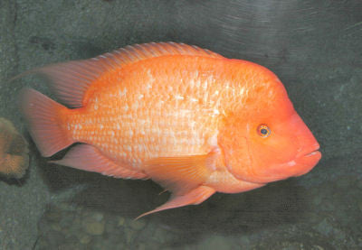 Midas Cichlid - "Amphilophus citrinellus"