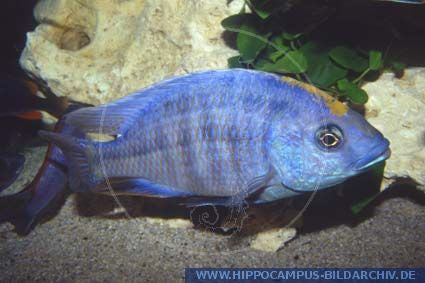 Milomo Cichlid - "Placidochromis milomo"