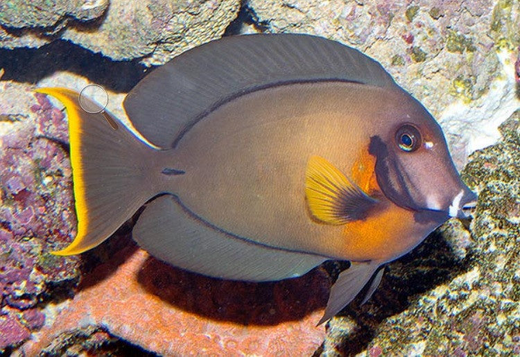 Mimic Tang  "Acanthurus pyroferus"