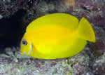 Mimic Tang  "Acanthurus pyroferus"